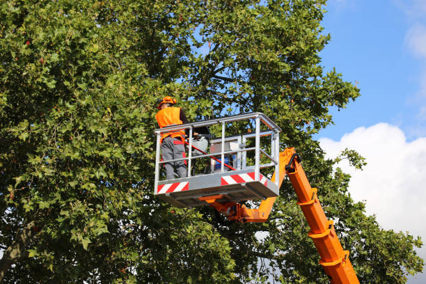 Best Dead Tree Removal  in USA